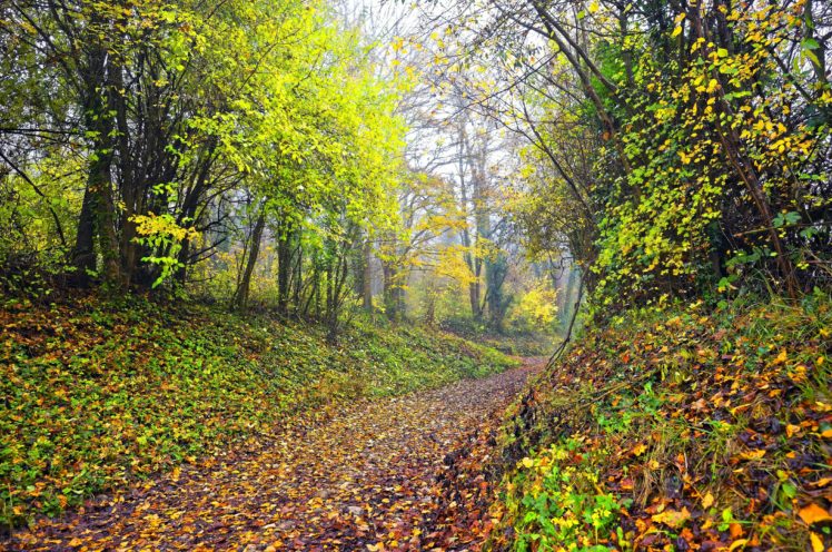 seasons, Autumn, Forest, Trail, Foliage, Nature HD Wallpaper Desktop Background