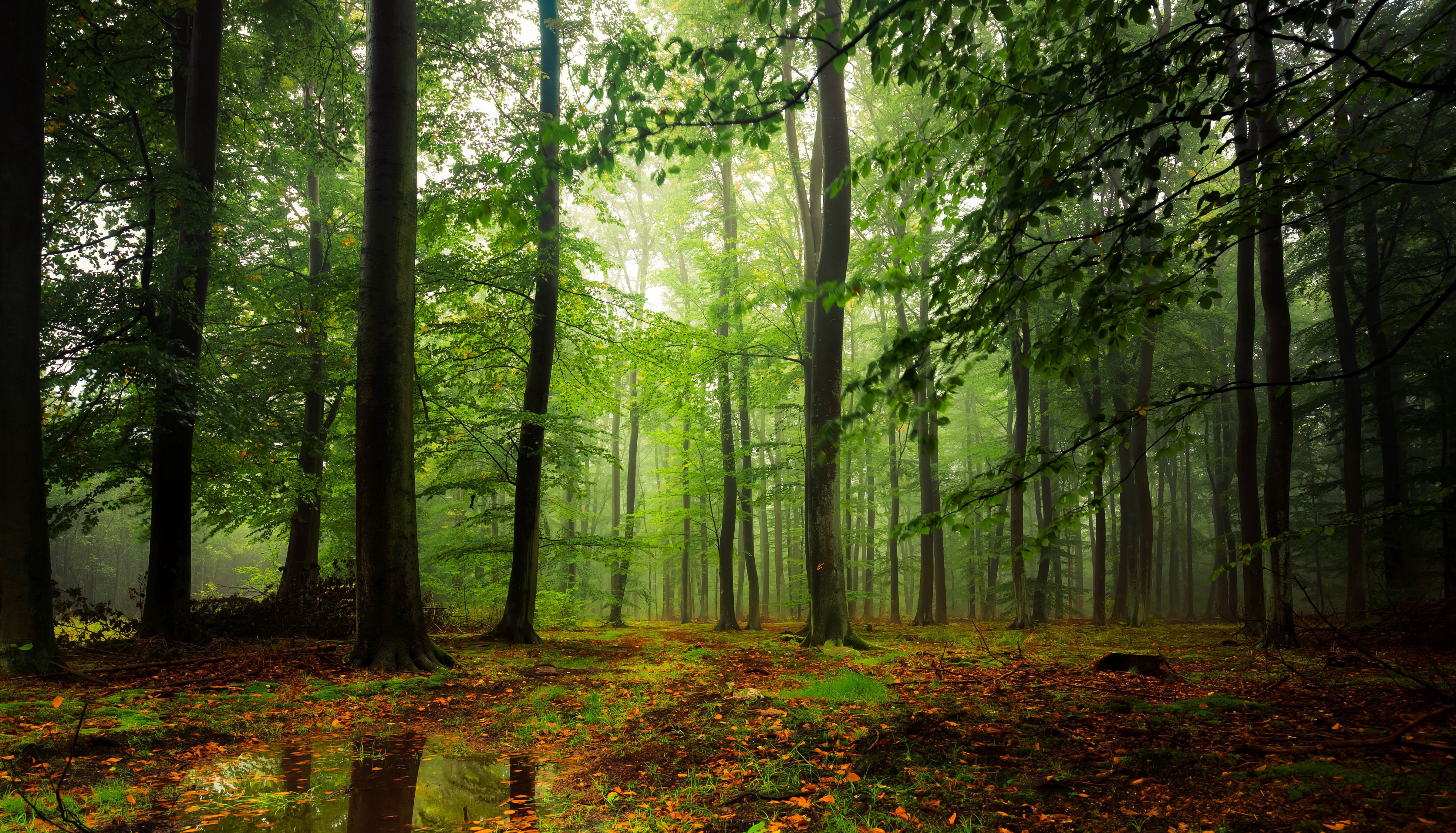 forest, Trees, Foliage, Nature Wallpapers HD / Desktop and Mobile