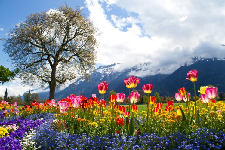scenery, Mountains, Tulips, Bellis, Petunia, Alps, Clouds, Trees, Nature, Tulip, Meadow HD Wallpaper Desktop Background