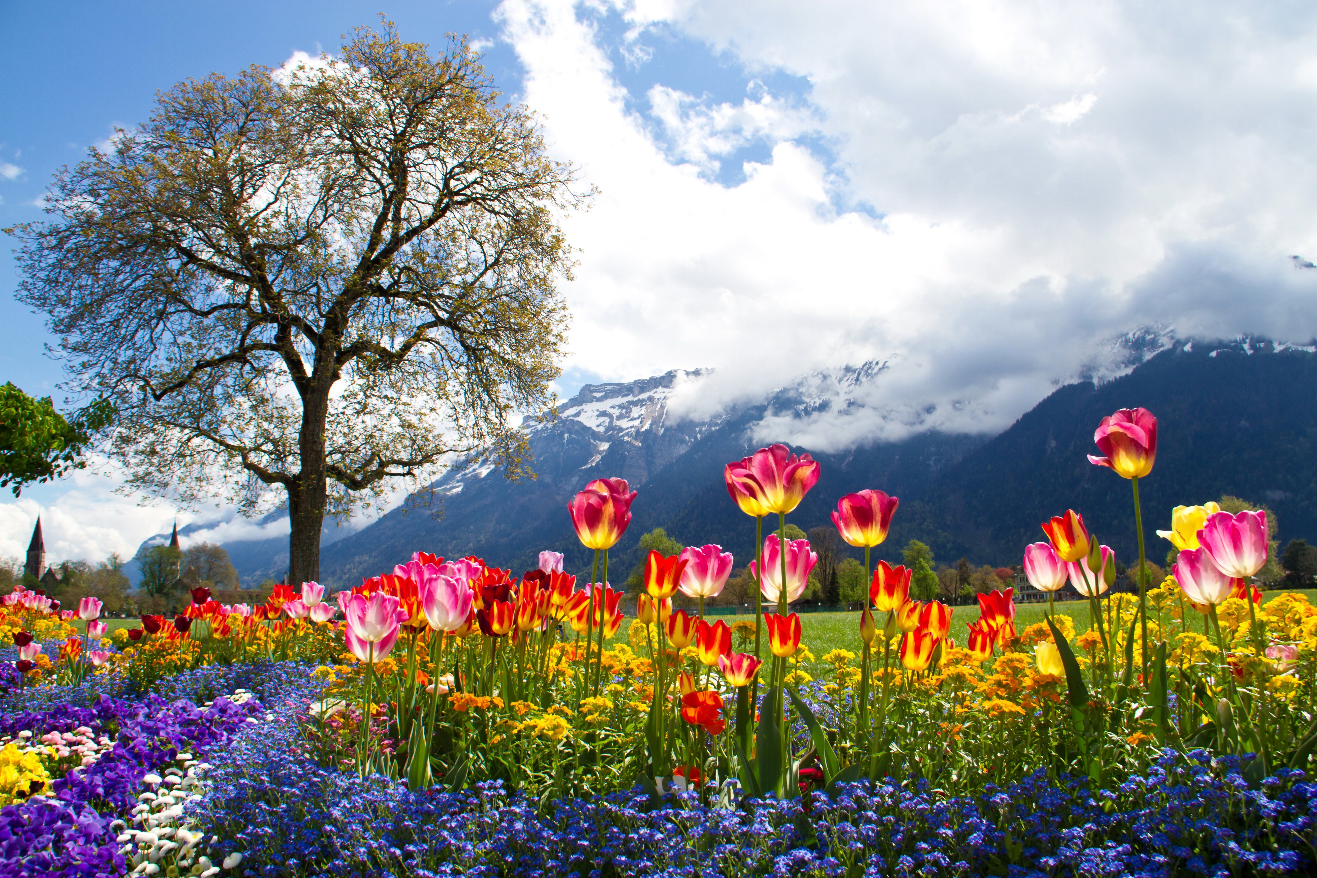scenery, Mountains, Tulips, Bellis, Petunia, Alps, Clouds, Trees, Nature, Tulip, Meadow Wallpaper