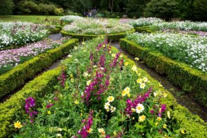scotland, Garden, Digitalis, Camomiles, Dunvegan, Castle, Shrubs, Nature, Park, Flowers