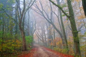 seasons, Autumn, Forest, Fog, Trees, Nature