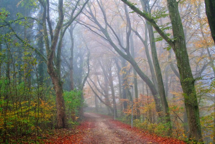seasons, Autumn, Forest, Fog, Trees, Nature HD Wallpaper Desktop Background