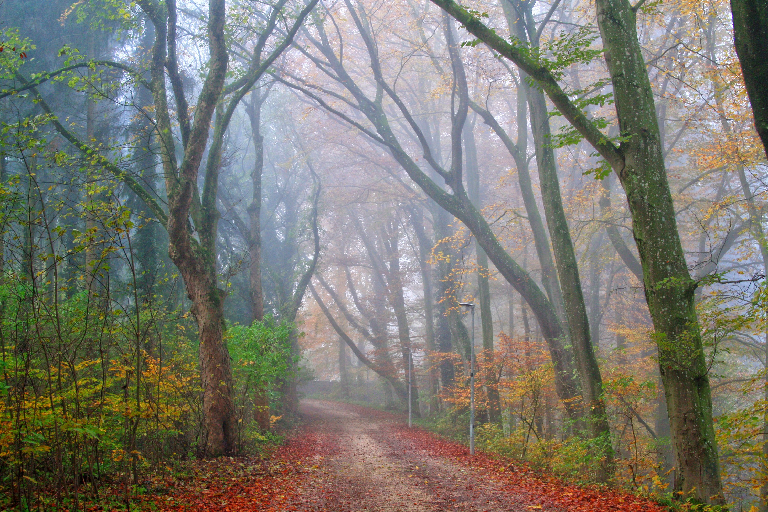 seasons, Autumn, Forest, Fog, Trees, Nature Wallpaper