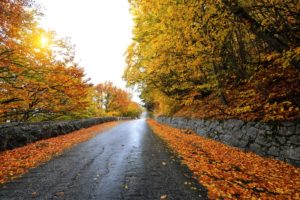 seasons, Autumn, Road, Foliage, Nature, Forest, Fence