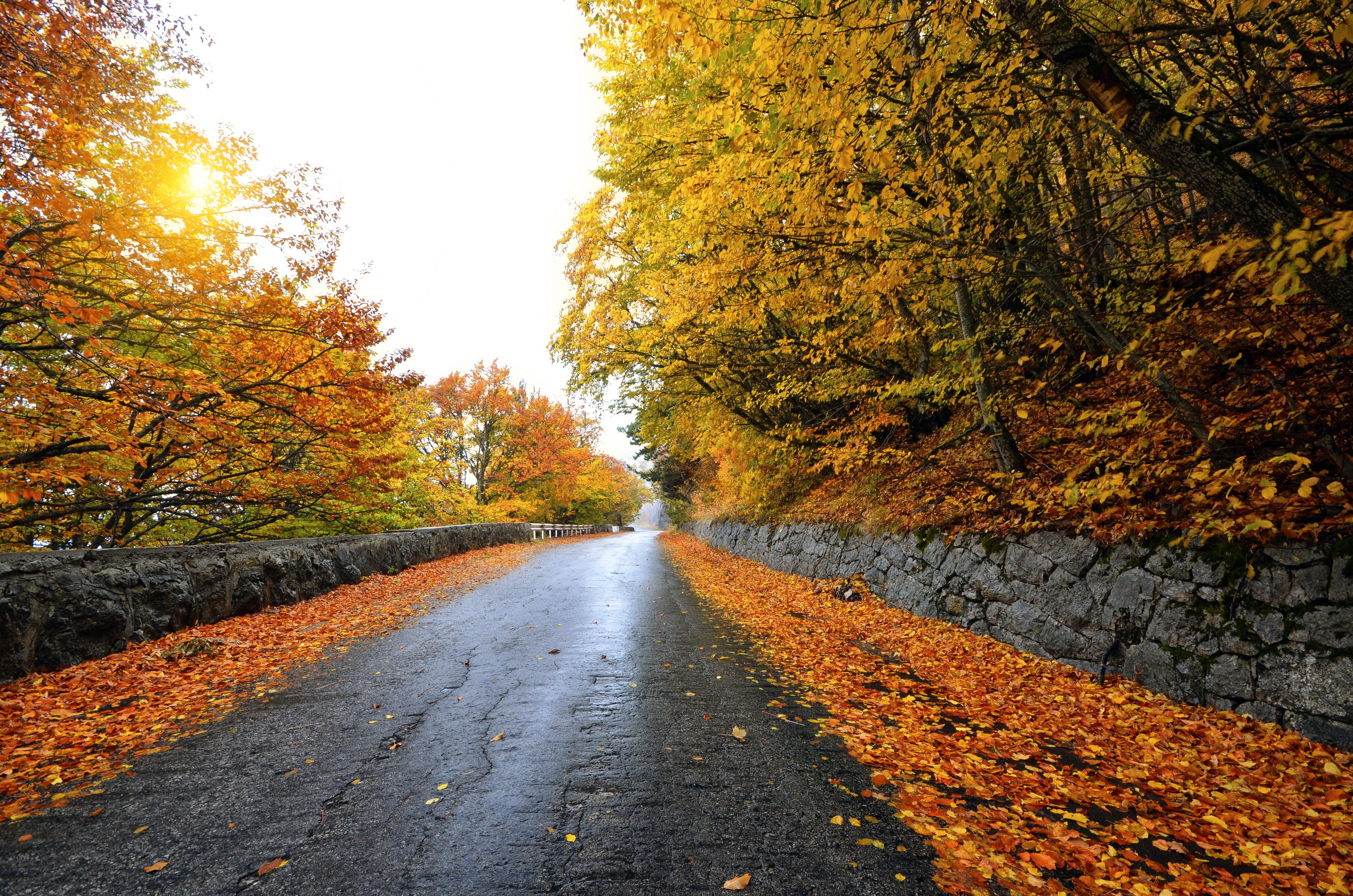 seasons, Autumn, Road, Foliage, Nature, Forest, Fence Wallpaper