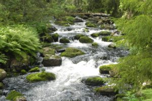 stream, Rivers, Trees, Forest, Ferns, Plants, Moss