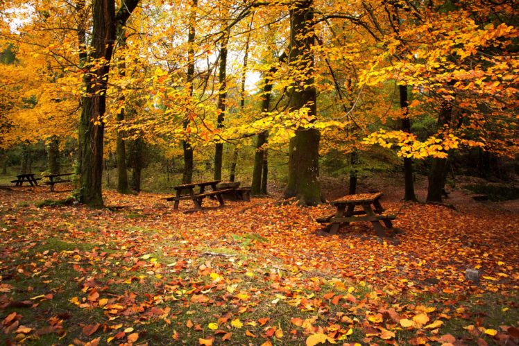 seasons, Autumn, Park, Bench, Foliage, Nature, Picnic, Bench HD Wallpaper Desktop Background