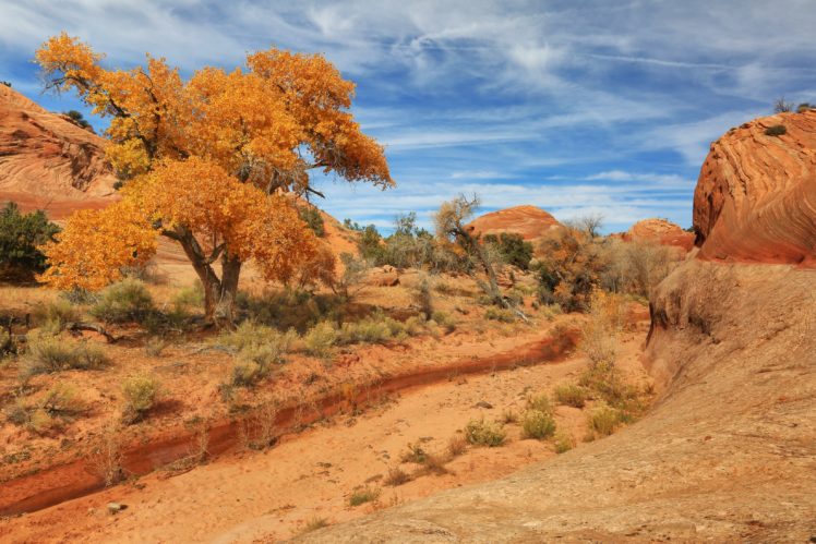 usa, Pars, Sky, Utah, Trees, Sand, Nature, Desert, Landscape HD Wallpaper Desktop Background