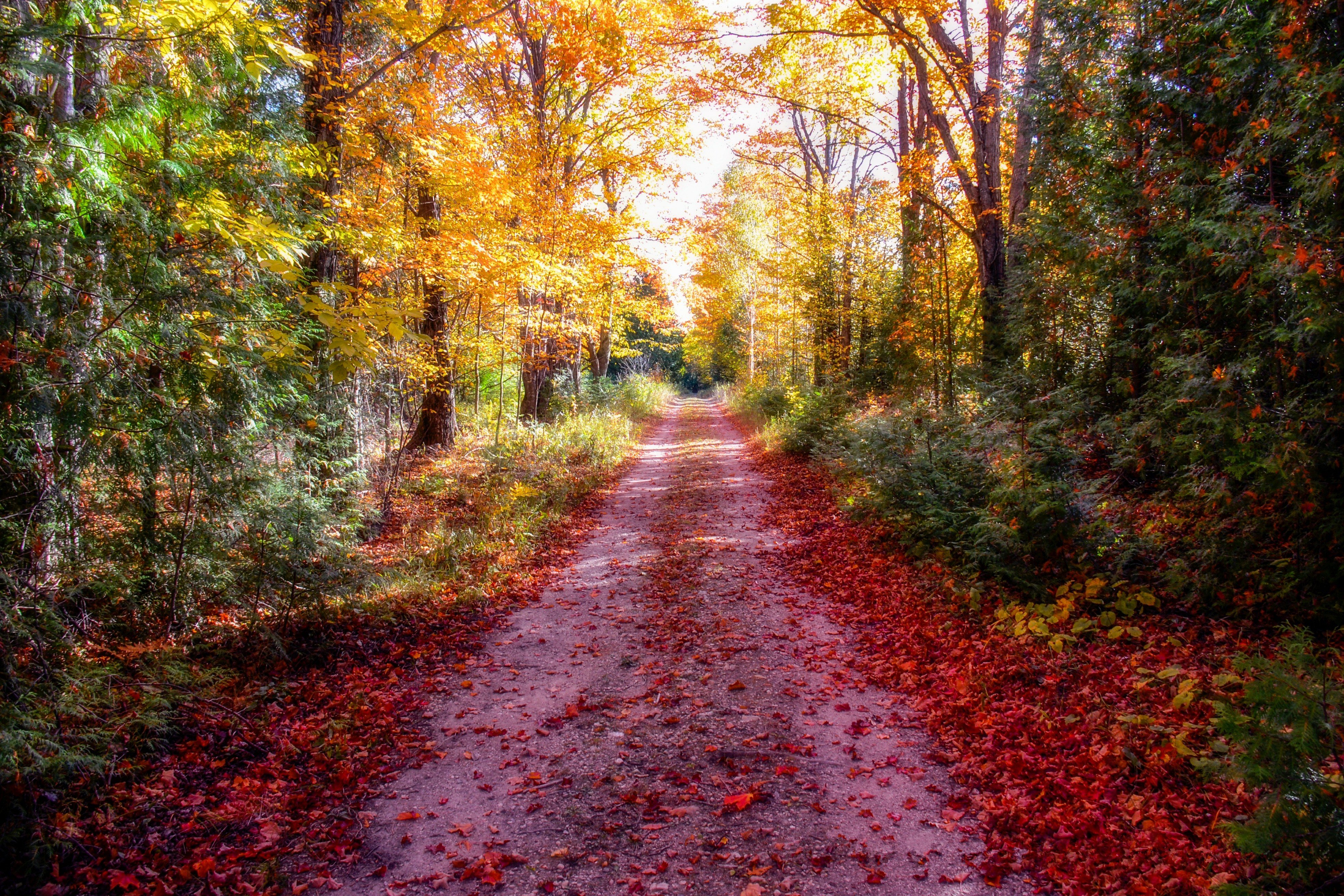 autumn, Road, Trees, Foliage, Nature, Nature Wallpaper