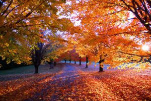 seasons, Autumn, Trees, Foliage, Nature