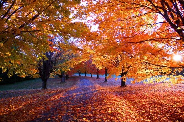 seasons, Autumn, Trees, Foliage, Nature HD Wallpaper Desktop Background