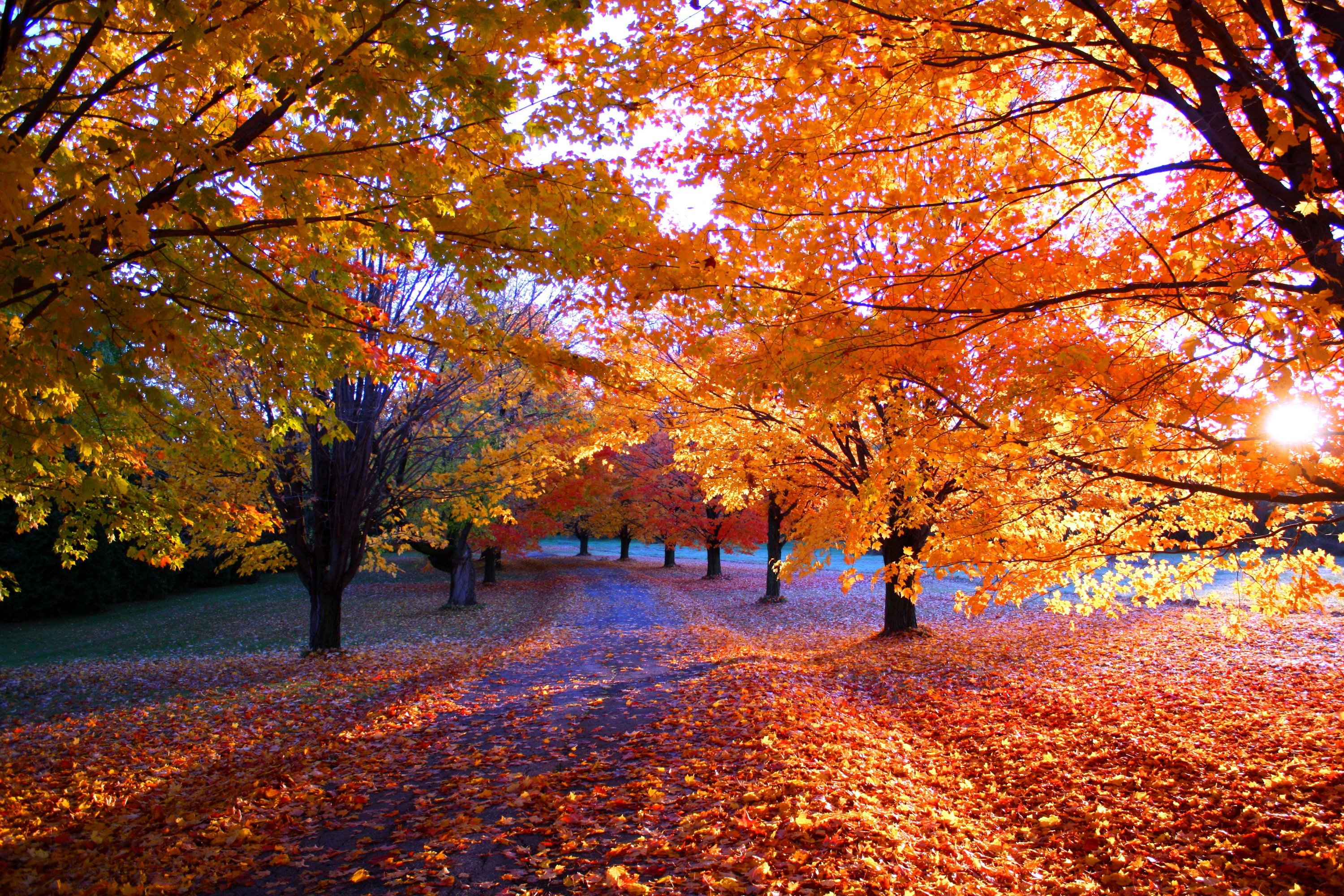 seasons, Autumn, Trees, Foliage, Nature Wallpaper