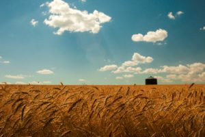 summer, Wheat, Field, Gold, Spikes, Sky, Clouds, Landscapes, Grass