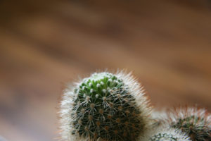 little, Cactus