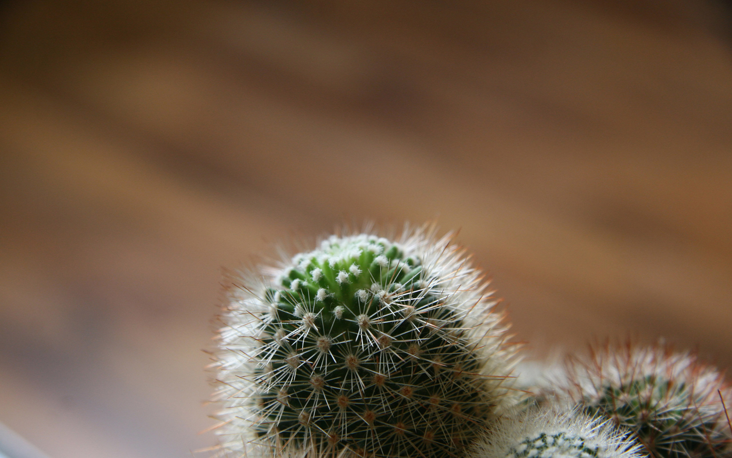 little, Cactus Wallpaper