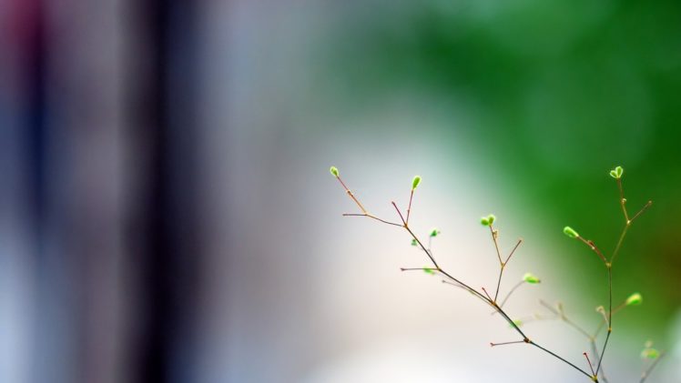 nature, Minimalistic, Spring,  season , Plants, Macro, Branches HD Wallpaper Desktop Background