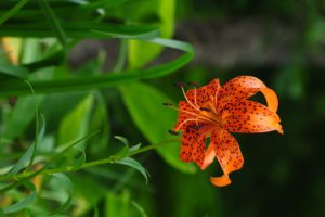 flowers, Plants, Tiger, Lillies, Spotted, Lilies, Orange, Flowers