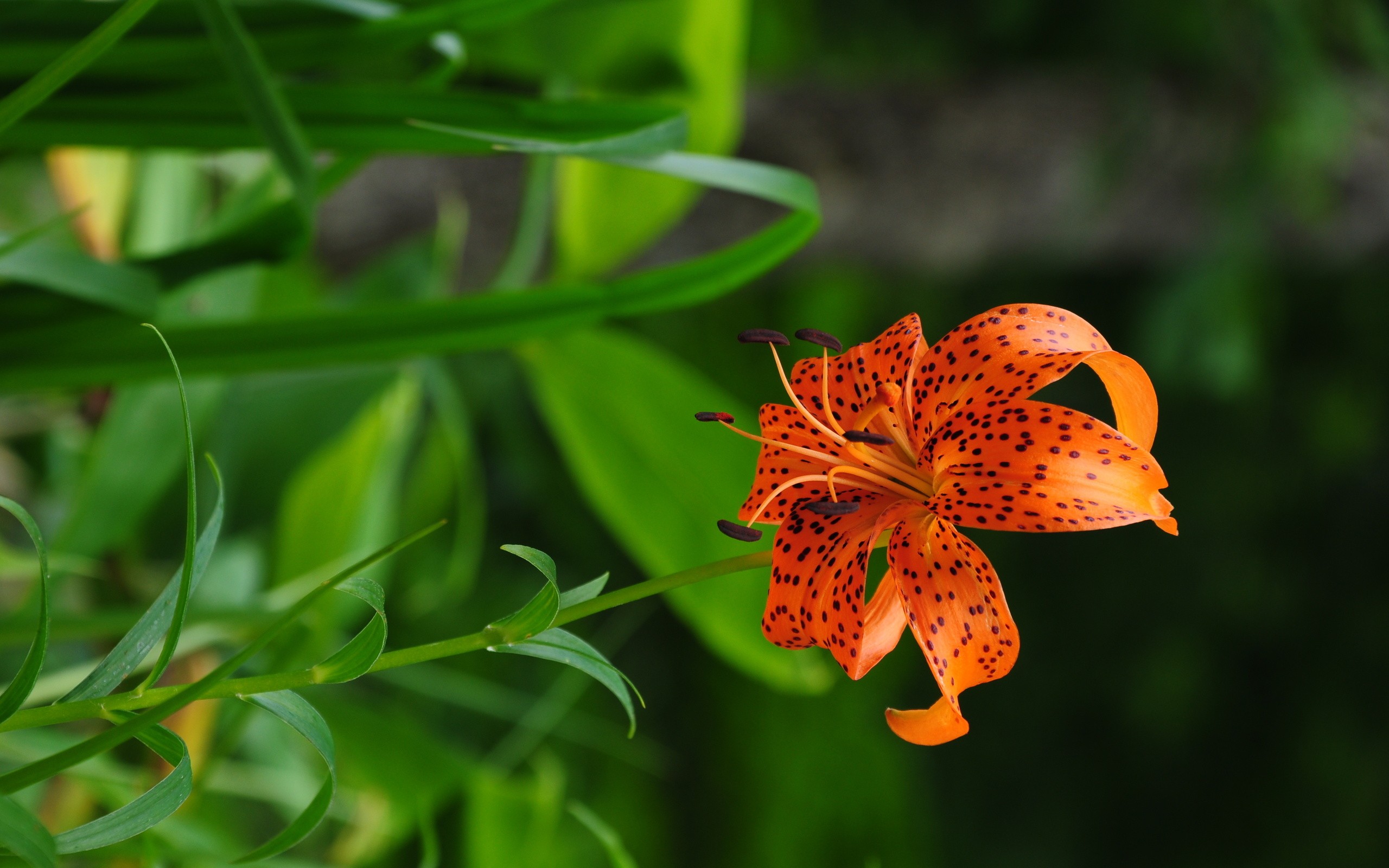flowers, Plants, Tiger, Lillies, Spotted, Lilies, Orange, Flowers Wallpaper