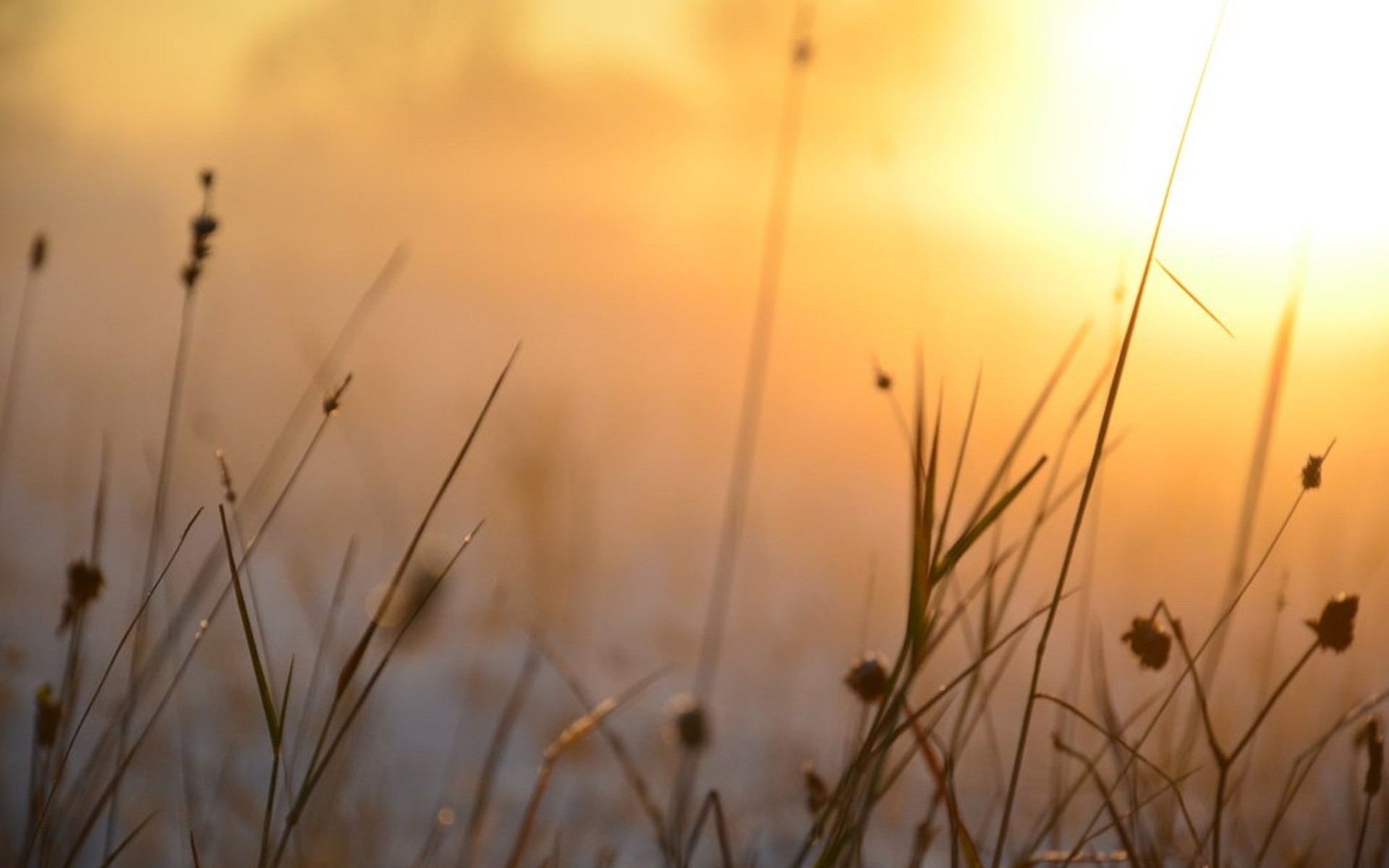 plants Wallpaper