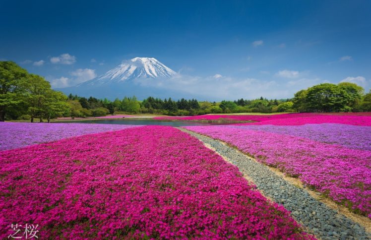 china, Mountain, Flowers, Nature, Volcano HD Wallpaper Desktop Background