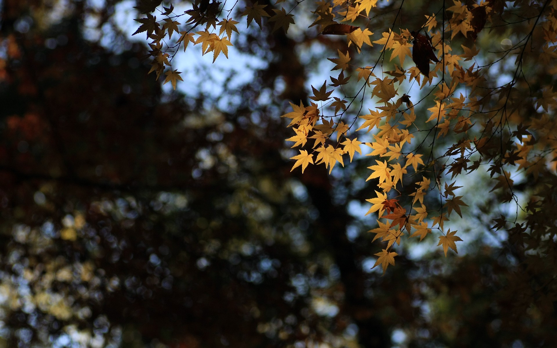 landscapes, Autumn,  season , Shrine, Maple, Leaf Wallpaper