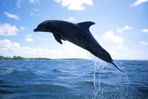 dolphins, Mammals, Diving