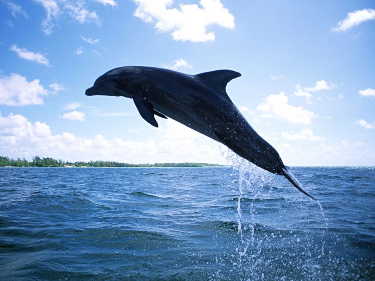 dolphins, Mammals, Diving HD Wallpaper Desktop Background