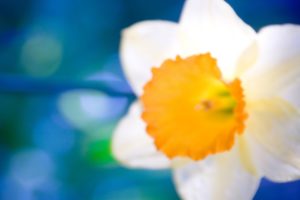 nature, Flowers, Daffodils