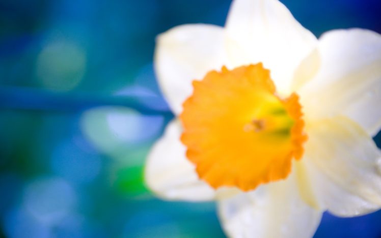 nature, Flowers, Daffodils HD Wallpaper Desktop Background