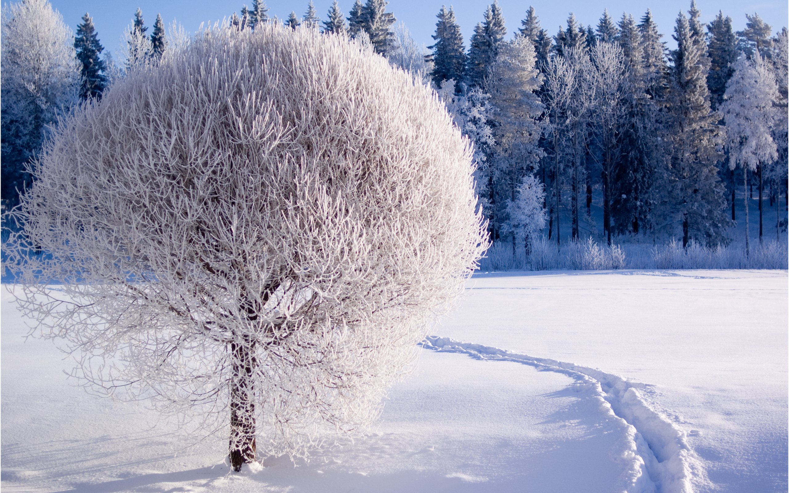 winter, Nature, Snow, Beautiful, Lovely, Landscape, Landscapes Wallpaper