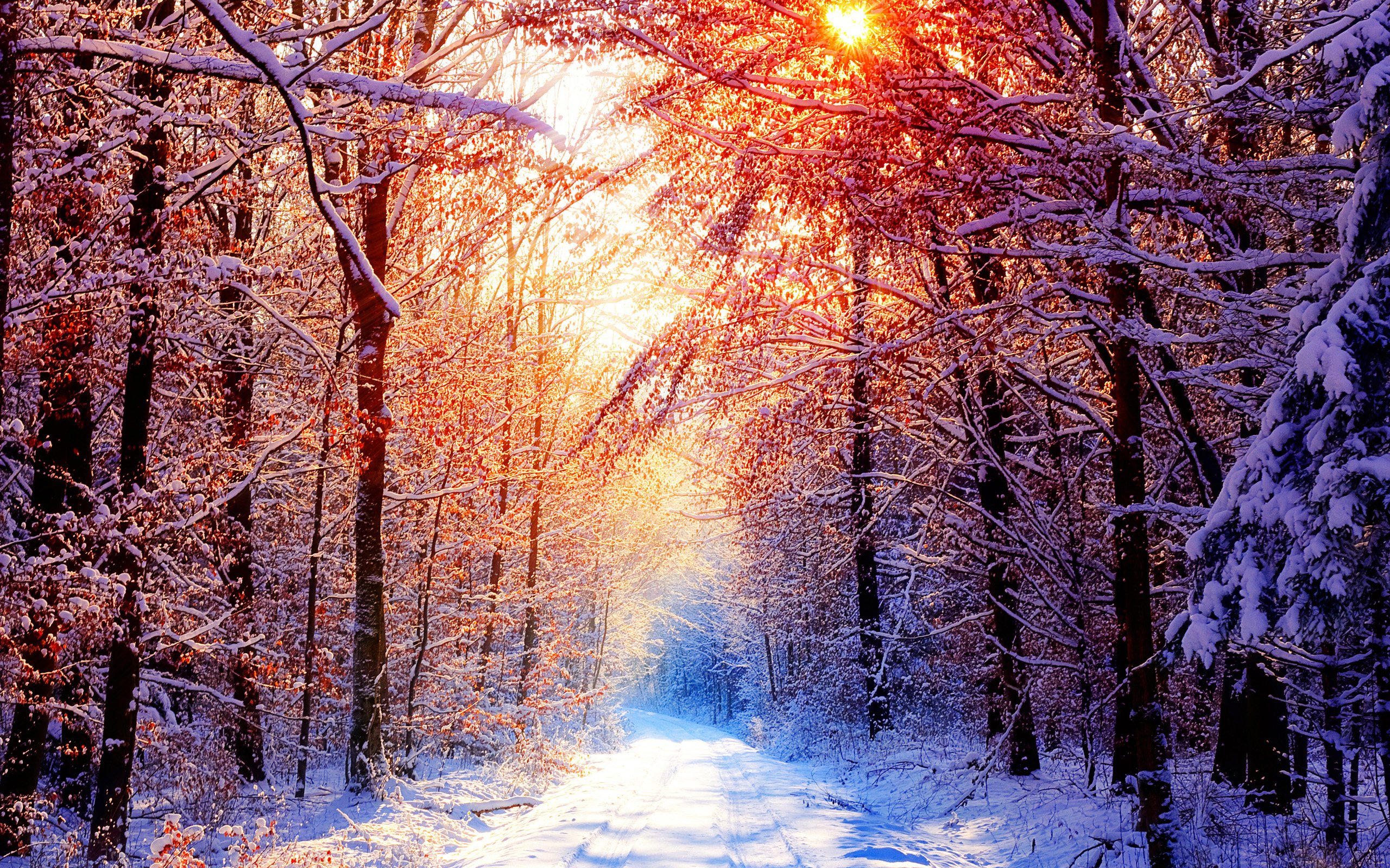 winter, Nature, Snow, Beautiful, Lovely, Landscape, Landscapes Wallpaper