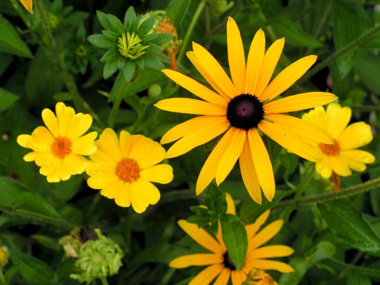 flowers, Plants, Yellow, Flowers HD Wallpaper Desktop Background