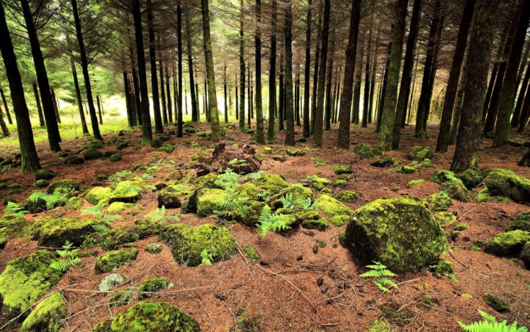 nature, Forest HD Wallpaper Desktop Background