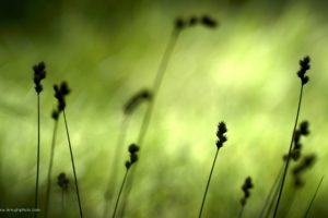 green, Nature, Grass, Silhouettes, Countryside