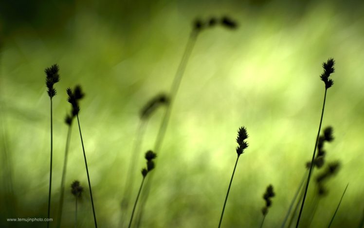 green, Nature, Grass, Silhouettes, Countryside HD Wallpaper Desktop Background