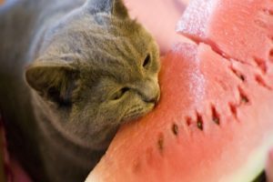 cats, Funny, Watermelons