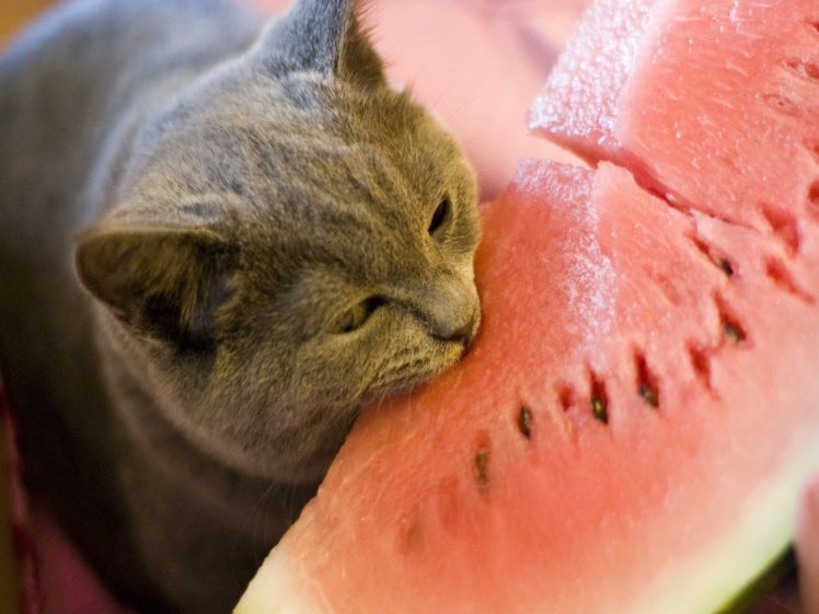cats, Funny, Watermelons HD Wallpaper Desktop Background