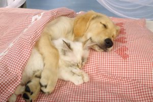 animal, Cute, Sleep, Dog, Cat