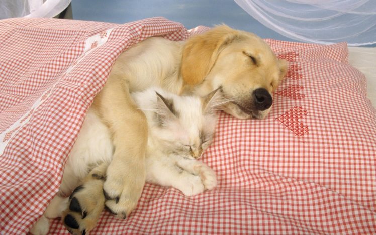 animal, Cute, Sleep, Dog, Cat HD Wallpaper Desktop Background
