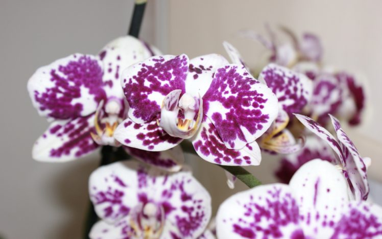flowers, Spotted, Orchids HD Wallpaper Desktop Background