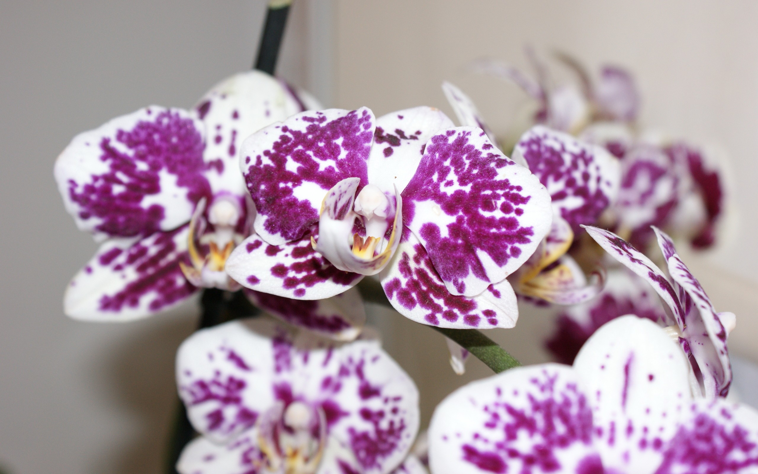 flowers, Spotted, Orchids Wallpaper