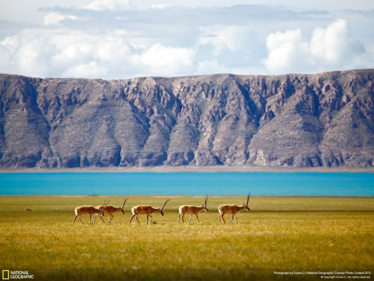 national, Geographic, Lake, Animal, Mountain HD Wallpaper Desktop Background