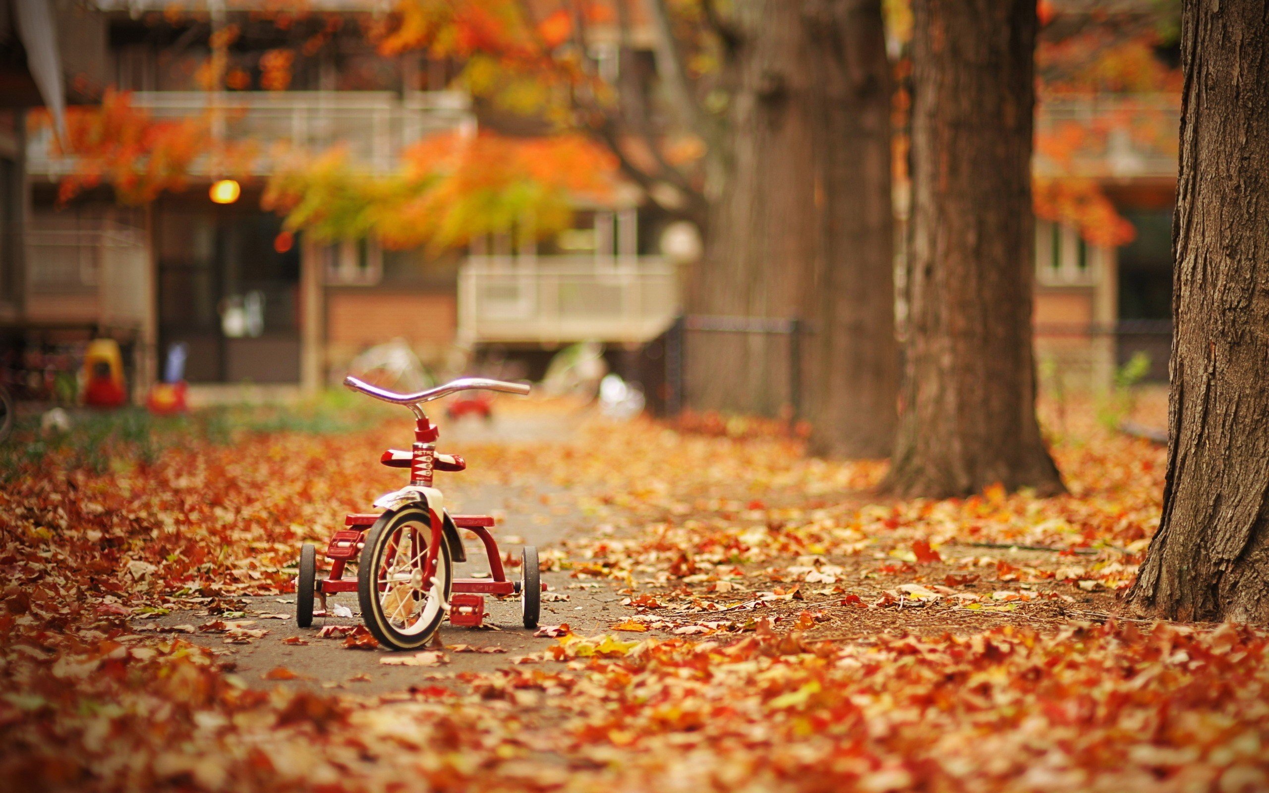 autumnal, Tricycle Wallpaper