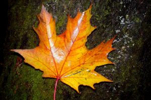 leaf, Trees, Autumn,  season
