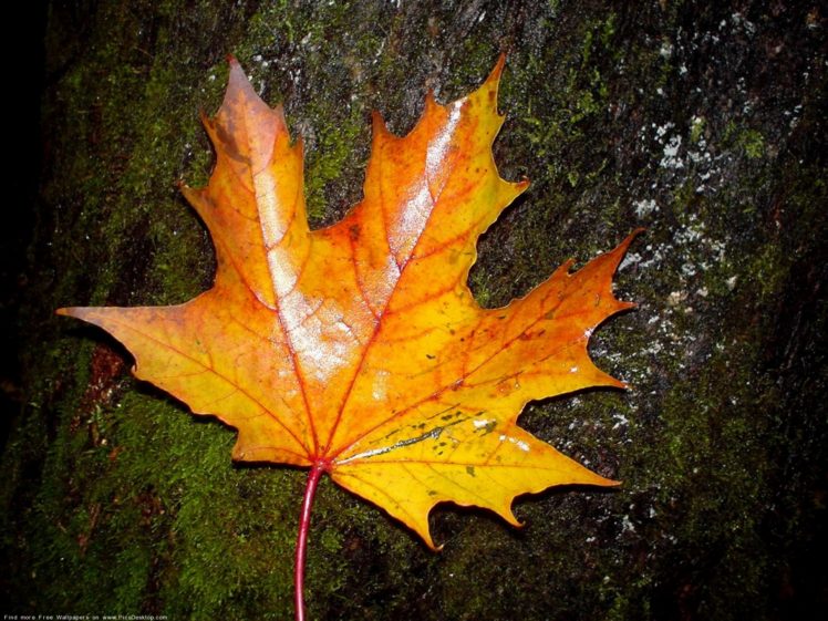 leaf, Trees, Autumn,  season HD Wallpaper Desktop Background
