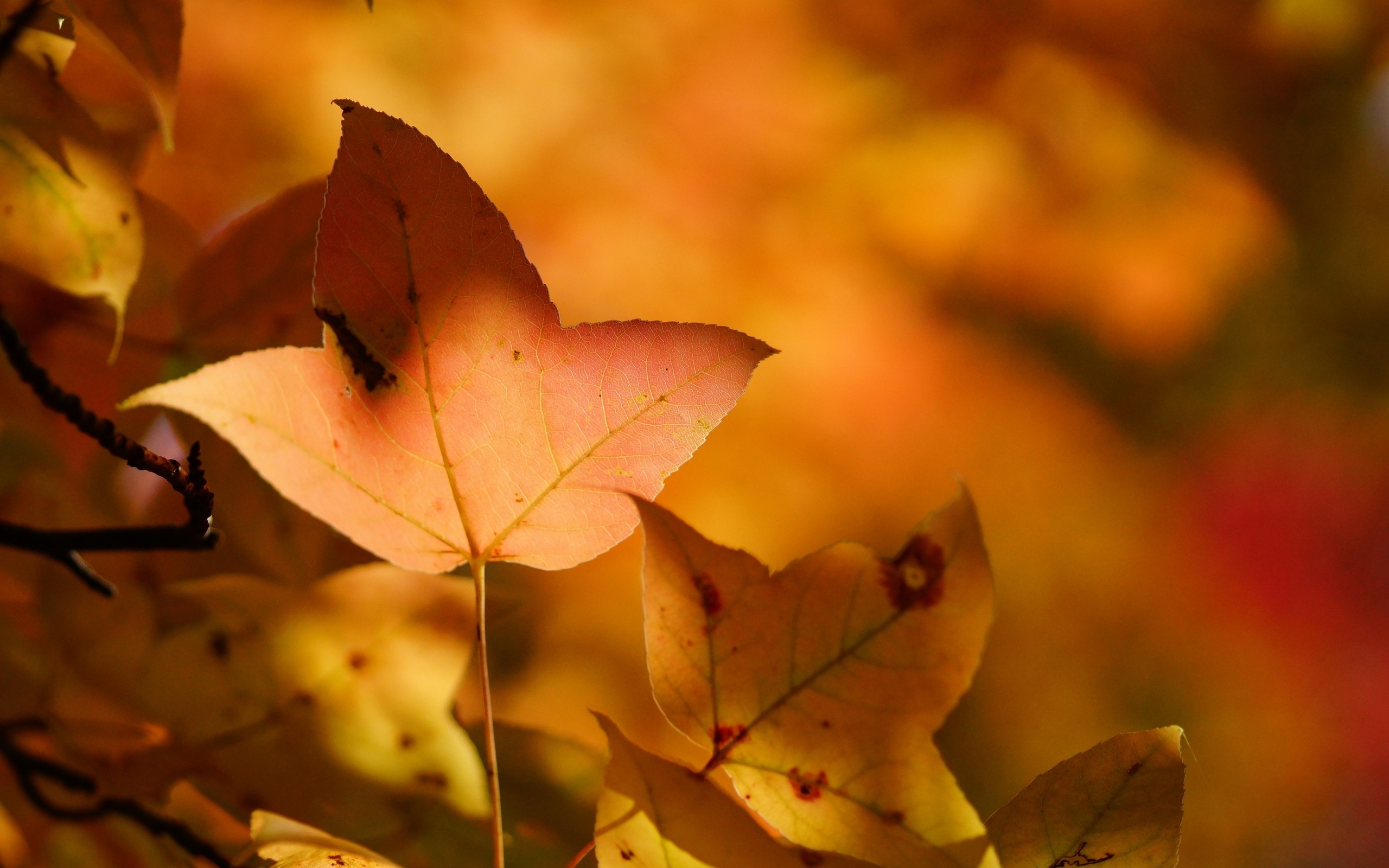nature Wallpaper