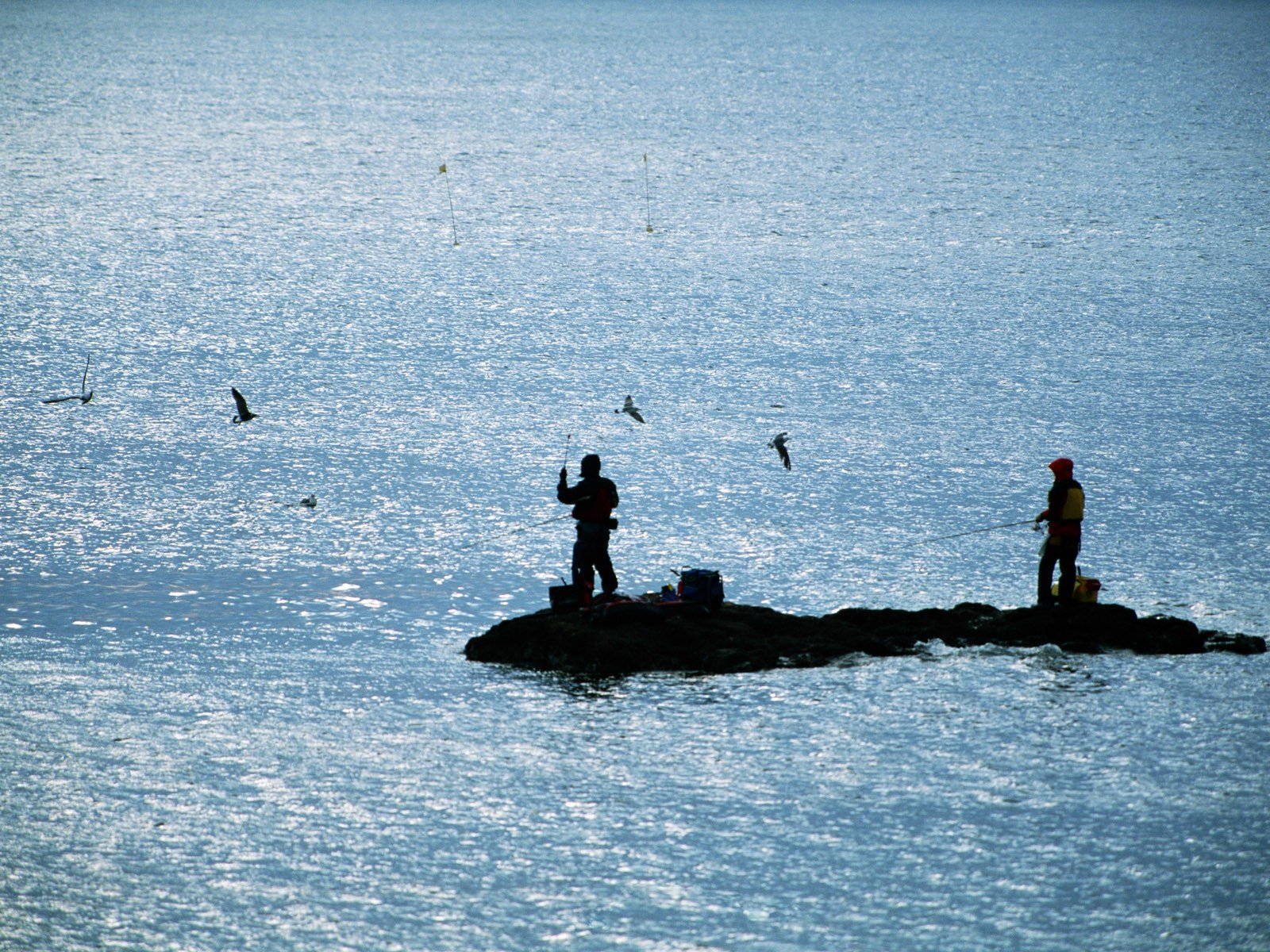 fishing, Sea, Bird, People Wallpaper