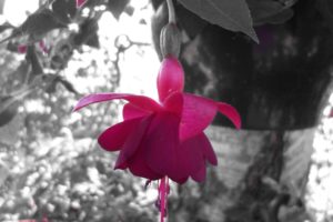pink, Flower