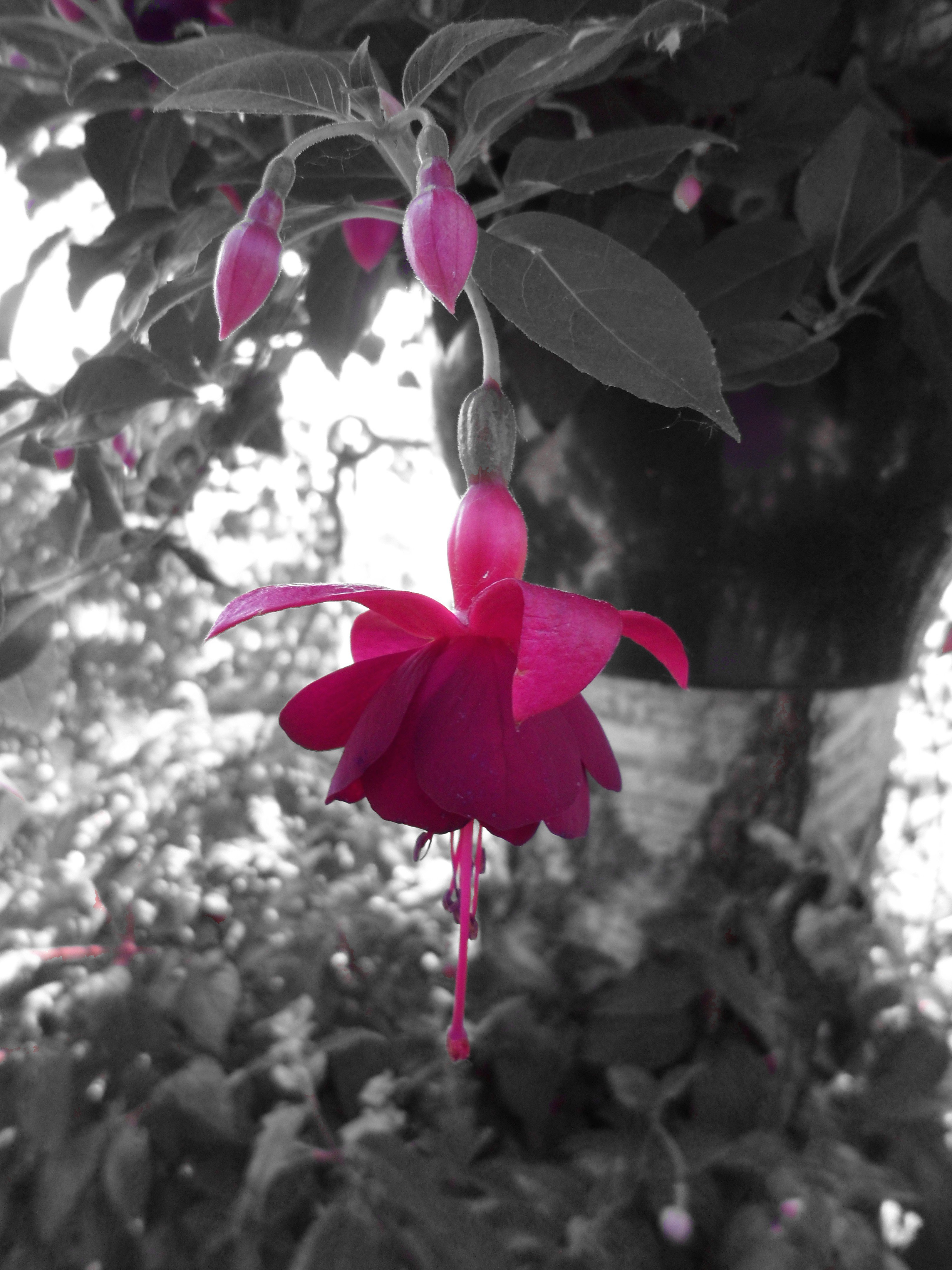 pink, Flower Wallpaper